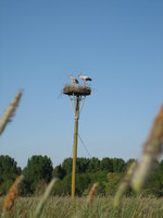 storks