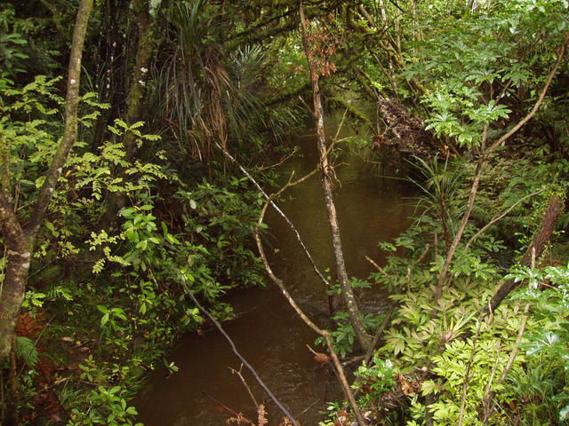 stream through forest - free image