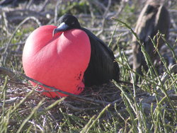 stunning red Frigate Bird