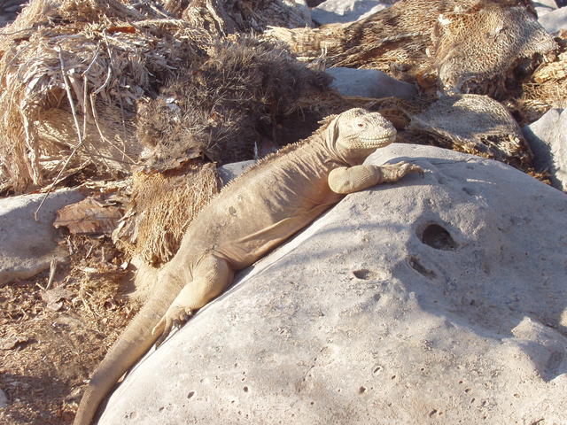 Sun bath - free image