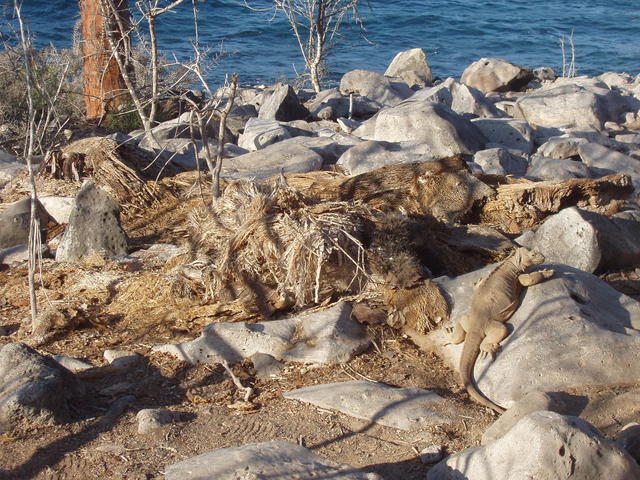 sun bathing iguana - free image