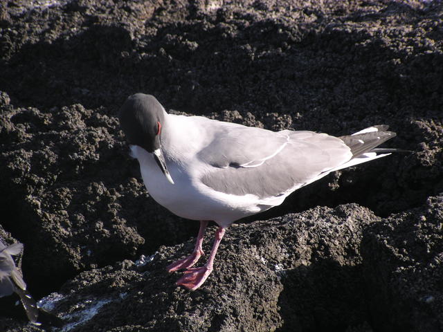 Swallow-Tailed Gull - free image