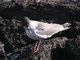 Swallow-Tailed Gull