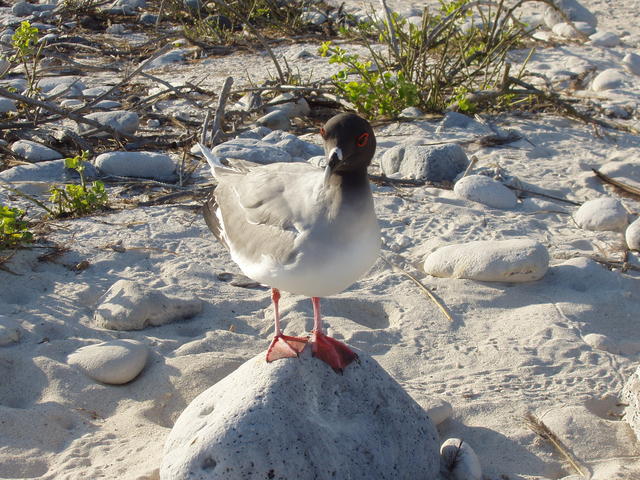 Swallow-tailed Gull - free image