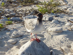 Swallow-tailed Gull