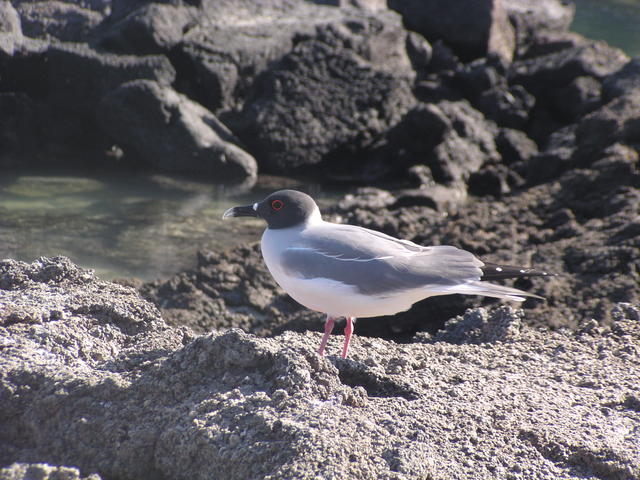 Swallow-tailed Gulls - free image