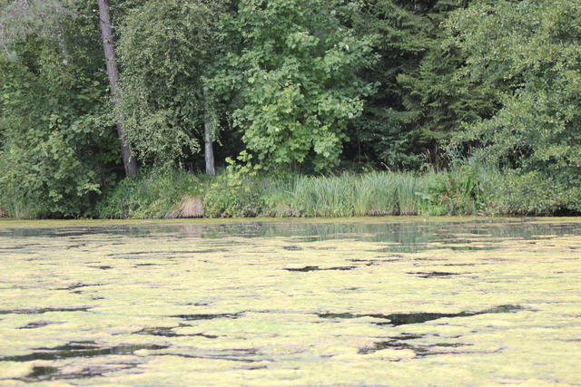 Swamp water - free image