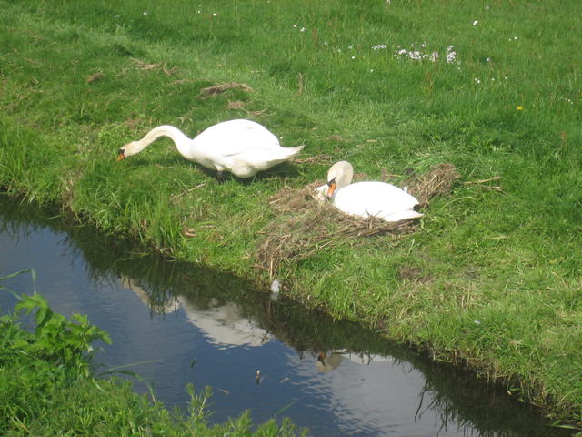 swans caring for each other - free image