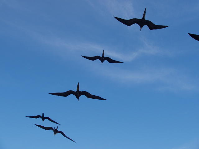 swarm of frigatebirds - free image