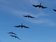 swarm of frigatebirds