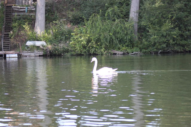 Swimming alone - free image