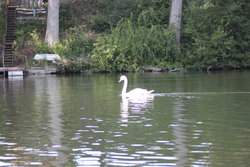 Swimming alone