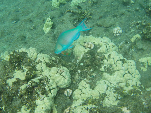 swimming rainbow fish - free image