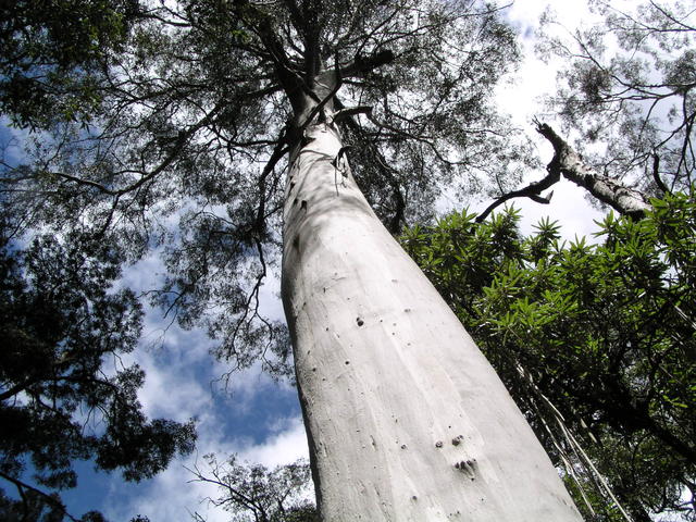 tall tree - free image
