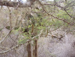 tamarind tree
