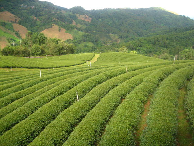 Tea Plantation - free image