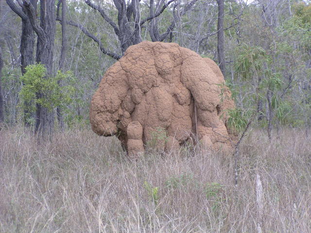 termite nest - free image