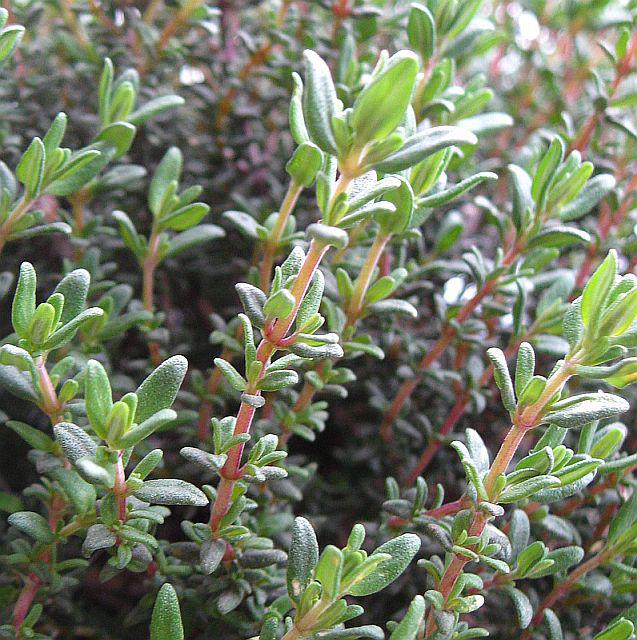 thyme - free image