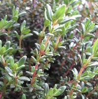 thyme