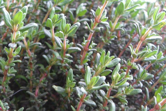 thyme cultivation - free image