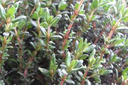 thyme cultivation