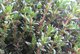 thyme cultivation