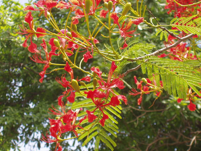 Tiny red flowers - free image