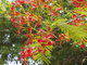 Tiny red flowers