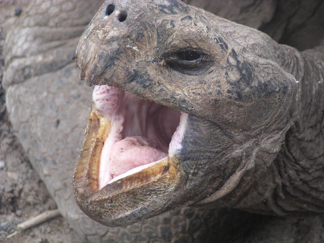 toothless tortoise - free image