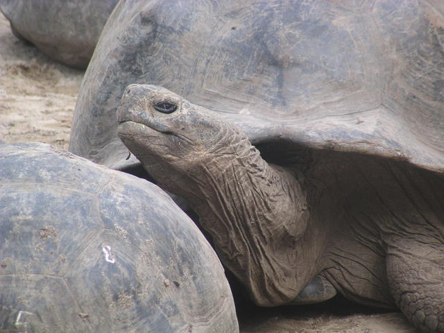 Tortoise - free image