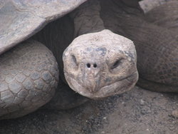 tortoise