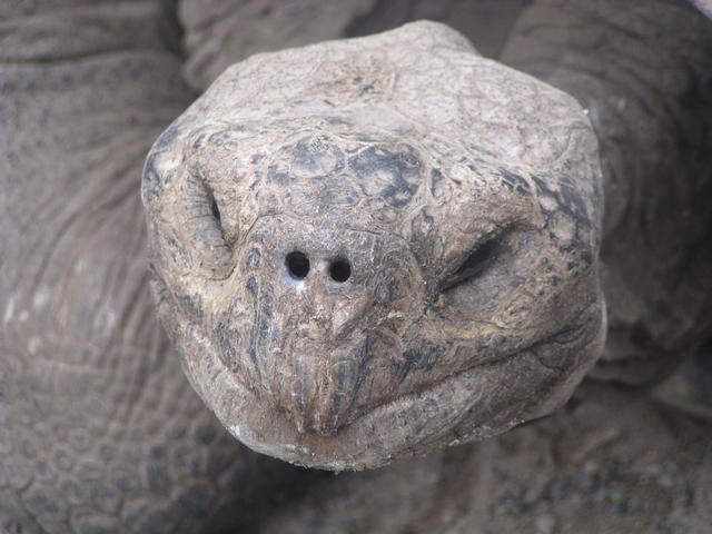 tortoise - free image