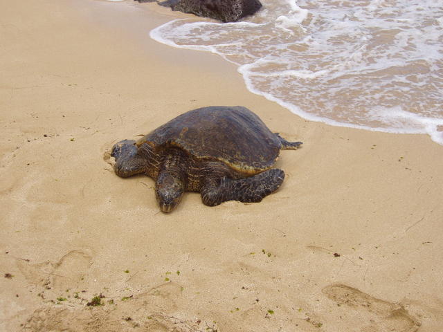 tortoise in the sea - free image