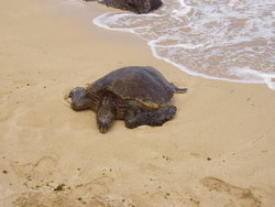 tortoise in the sea