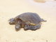 tortoise in the sea side