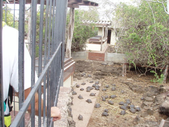 tortoise shelter - free image