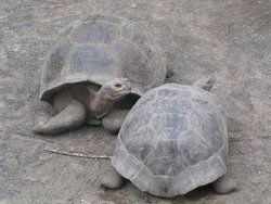 Tortoises