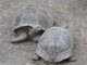 Tortoises