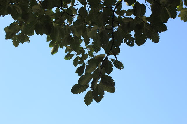 tree - free photo tree - free image