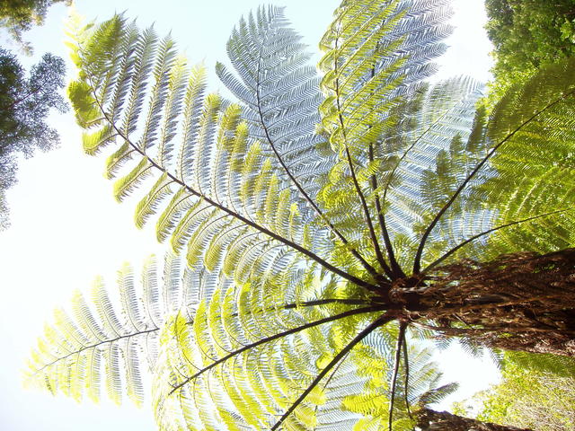 tree fern - free image