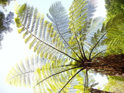 tree fern