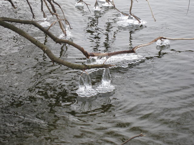 Tree in frozen lake - free image