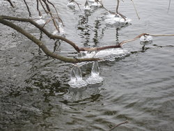 Tree in frozen lake
