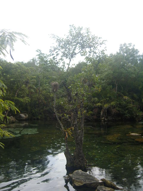 tree in the lake - free image