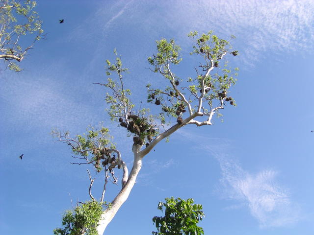 Tree in the sky - free image