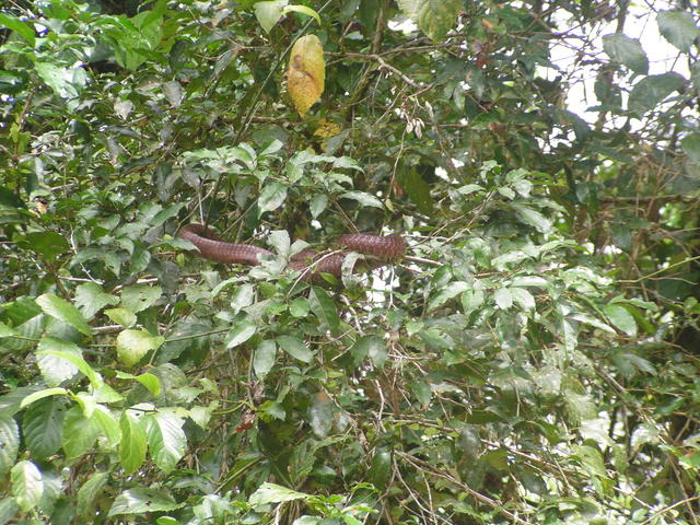 tree snake - free image