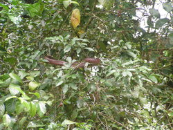 tree snake