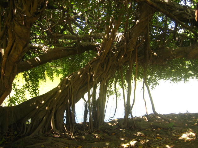 tree with lianas - free image