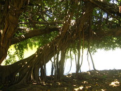 tree with lianas