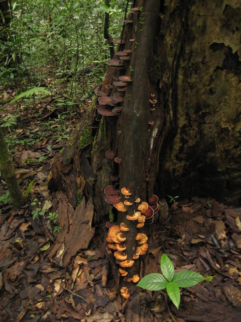 tree with mushrooms - free image